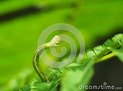 Cute green caterpillar larva worm in nature Stock Photo