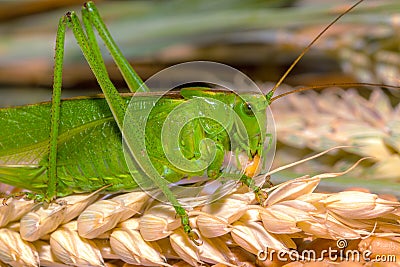 green grasshopper eating wheat grains, close-up Stock Photo