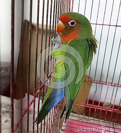 Cute Green and Orange Parrot in Cage Stock Photo