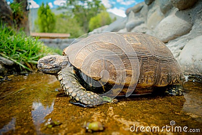 Cute green turtle walking on a pond in farm Stock Photo