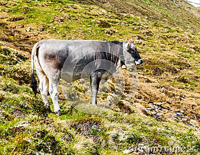 Cute grey alpine cow with bell on the neck grazing on the meadow Stock Photo