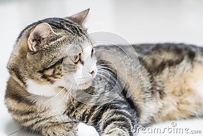 Cute grey cat Stock Photo