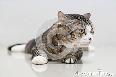 Cute grey cat Stock Photo