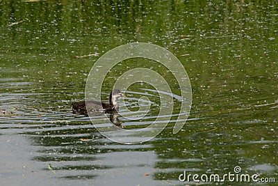 Coot duckling swimming in a pond Stock Photo