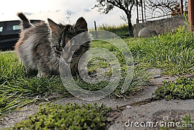 Cute grey long haired young tabby crossbreed cat crouched in front of the house on cultivated lawn Stock Photo