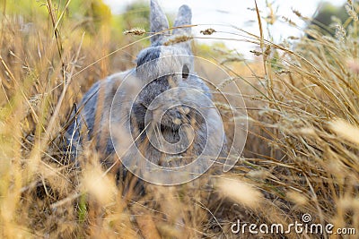 cute grey rabbit laying on messy dry grass field under the shade Stock Photo