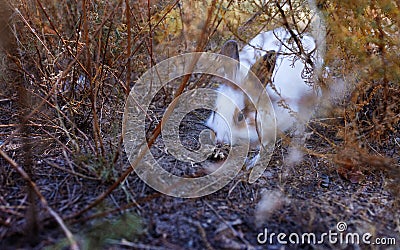 cute grey rabbit laying on messy dry grass field under the shade Stock Photo