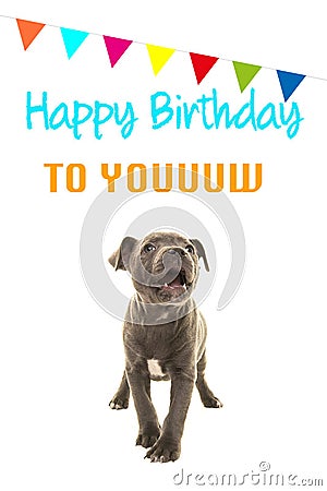 Cute grey stafford terrier puppy dog singing happy birthday to you on a birthday card Stock Photo