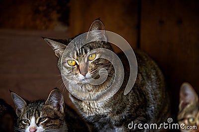 A cute grey striped Chinese pastoral cat Stock Photo