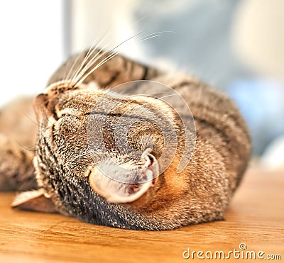 Cute grey tabby cat lying on the floor with his eyes closed. Closeup of a feline with long whiskers, sleeping or resting Stock Photo