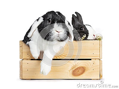 Cute grey with white European rabbit, and black with white lop ear friend. Isolated on white background. Stock Photo