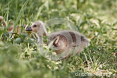 Cute greylag goose chick Anser anser gosling in the grass on a sunny spring day Stock Photo