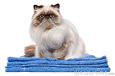 Cute groomed young persian cat on a blue towel Stock Photo