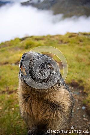 Cute Groundhog looking at the camera with his teeth bared Stock Photo