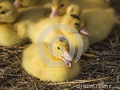 Cute Group of Baby Duckling relaxing Stock Photo