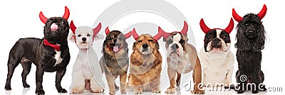 Cute group of seven dogs wearing devil horns Stock Photo