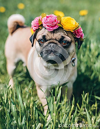 Cute grumpy furry puggle wearing a flower crown. AI generated Stock Photo