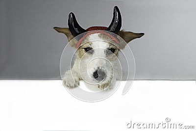 CUTE HALLOWEEN DEVIL JACK RUSSELL DOG, HOLDING A BLANK EMPTY BAN Stock Photo