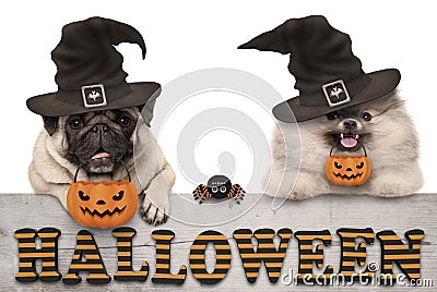 Cute halloween puppy dogs - pug and pomeranian spitz - with pumpkin candy basket for trick and treat, on wooden banner with text Stock Photo