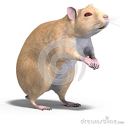 Cute hamster Stock Photo