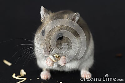 Cute Hamster Stock Photo