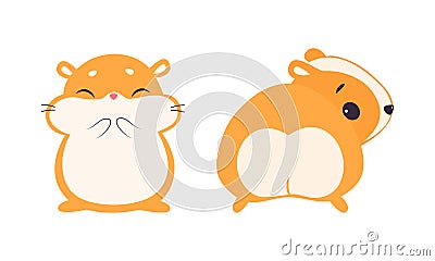 Cute Hamster Character with Stout Body Standing Front and Back Side Vector Set Vector Illustration