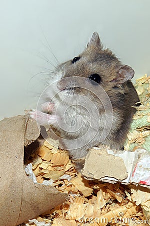 Cute hamster in sawdust wooden house Stock Photo