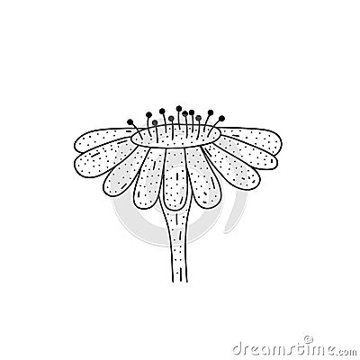 Cute hand drawn flower isolated on white vector illustration. Adorable plant for any festive design. Vector Illustration