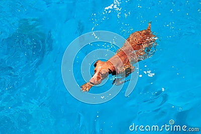 Cute happy brown dog swimming in blue water. Red Sea. Sunny beach and sea with deep water landscape. Day rest at the beach, Stock Photo