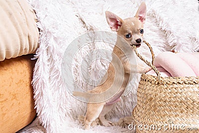 Cute happy chihuahua puppy playing on living room`s and gnaw Wicker basket at white background and looking at camera Stock Photo