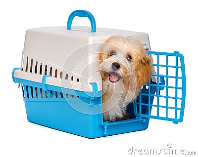 Cute happy havanese puppy dog is looking out from a pet crate Stock Photo