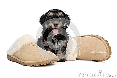 Cute happy havanese puppy dog is sitting next to slippers Stock Photo