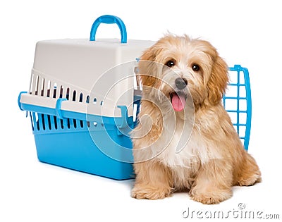 Cute happy havanese puppy dog is sitting before a pet crate Stock Photo