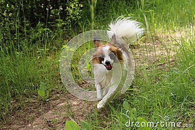 Dog puppy on grass running towards the camera Stock Photo