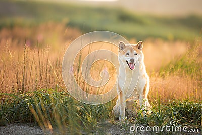 Cute and happy Red Shiba inu dog sitting in the field in summer at sunset Stock Photo