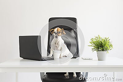 Cute happy young dog working on laptop at the office. pets indoors. Table with mobile phone, tablet and a plant Stock Photo