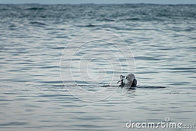 Cute harbor seal common seal on a rock on Ytri Tunga beach; on Snaefellsness peninsula Iceland Stock Photo