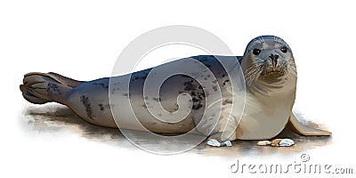 Cute Harbor seal Phoca vitulina on white background. Painting Stock Photo