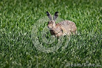 Cute hare in green field on a summer day Stock Photo