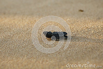 Cute hatchling baby loggerhead sea turtle caretta caretta crawling to the sea after leaving the nest at the beach on Bahia Stock Photo