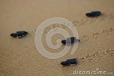 Cute hatchling baby loggerhead sea turtle caretta caretta crawling to the sea after leaving the nest at the beach on Bahia Stock Photo