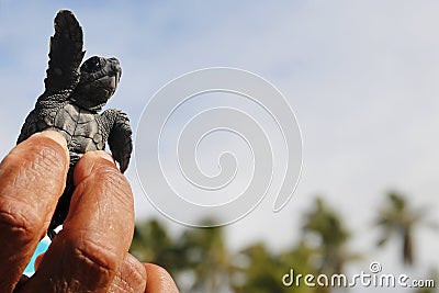 Handheld Hatchling baby loggerhead sea turtle caretta caretta at beach on Bahia coast, Brazil Stock Photo