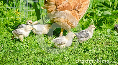 Cute hatchling chicks walking in the garden Stock Photo