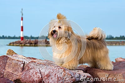 Cute Havanese dog is standing in a harbor, looking into the dist Stock Photo