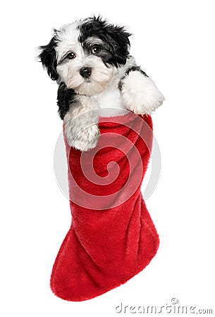 Cute Havanese puppy dog is hanging on a Santa boots Stock Photo