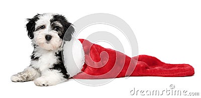 Cute Havanese puppy dog is lying in a Santa boots Stock Photo