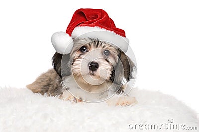 Cute havanese puppy is lying on a white pillow in Santa`s hat Stock Photo