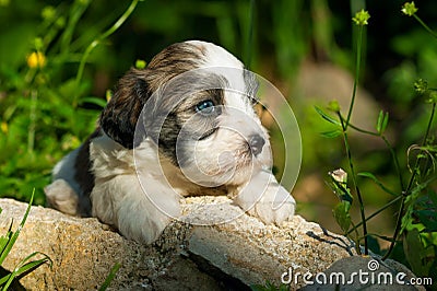 A cute havanese puppy in the nature Stock Photo