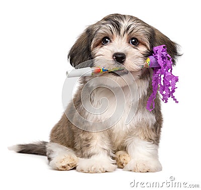 Cute Havanese puppy with a New Year`s Eve trumpet Stock Photo