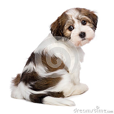 Cute Havanese puppy is sitting and photographed from behind Stock Photo